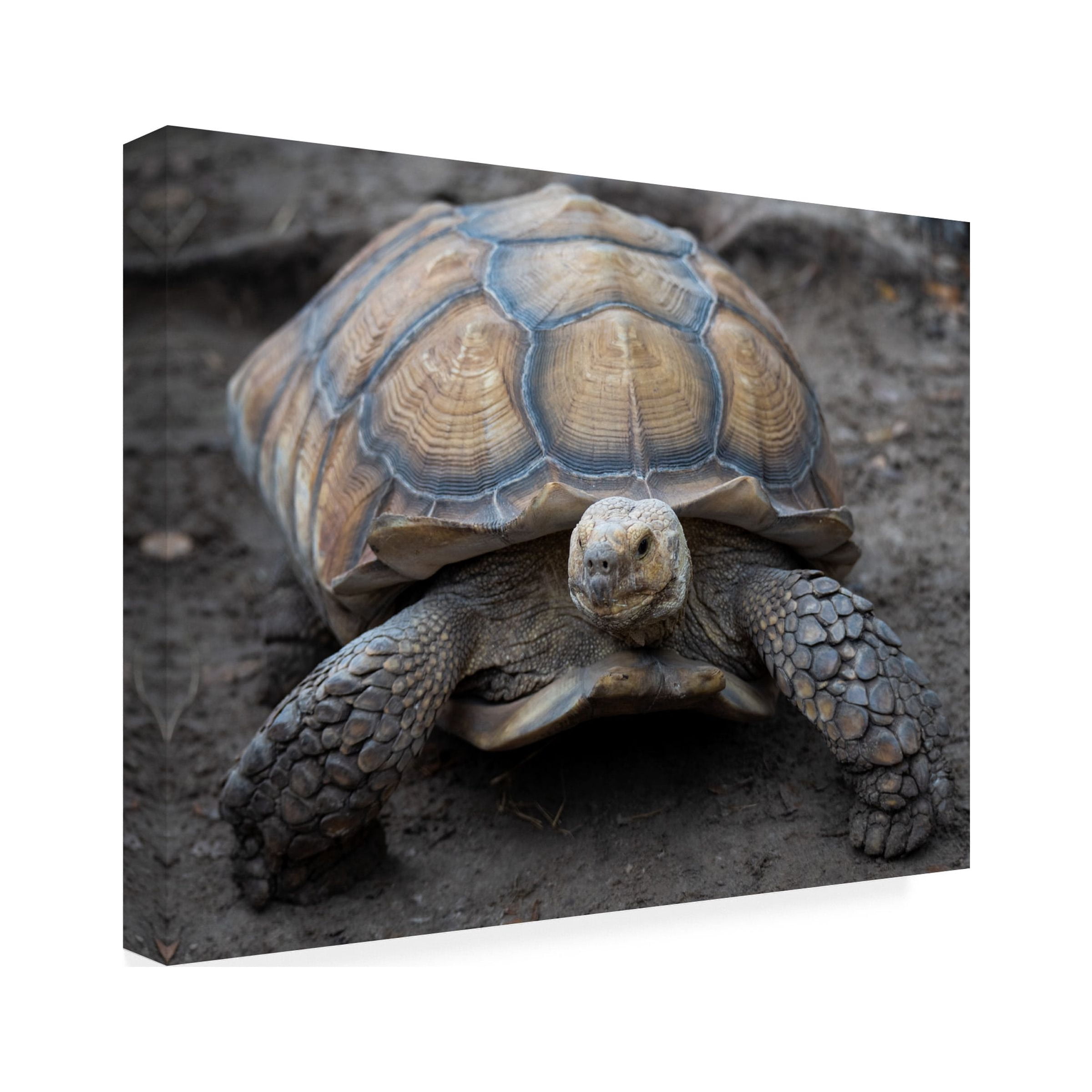 Robert Michaud 'Aldabra Tortoise' Canvas Art