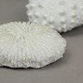 thumbnail image 3 of Set of 8 White Resin Clam and Sea Urchin Shell Decorative Accent Figures, 3 of 3