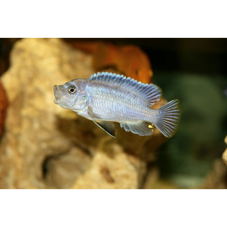 LAMINATED POSTER Cichlidae Pseudotropheus Acei Malawi Cichlid Poster Print 24 x