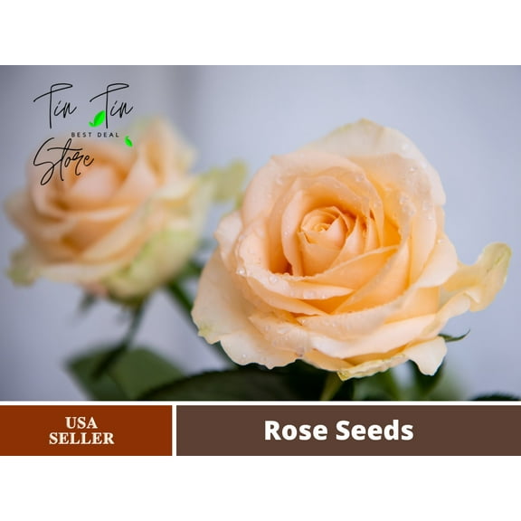 30 Rare seed-Champagne Rose Seed-Bush Yellow Plant Rare-#1104-Authentic Seeds-Flowers-Herb seeds-Vegetable Seeds-Mix Seeds for Plant- B3G1