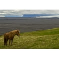 thumbnail image 2 of Illg, Cathy and Gordon 14x11 Black Ornate Wood Framed with Double Matting Museum Art Print Titled - Iceland, Skaftafell NP Icelandic horse, 2 of 4