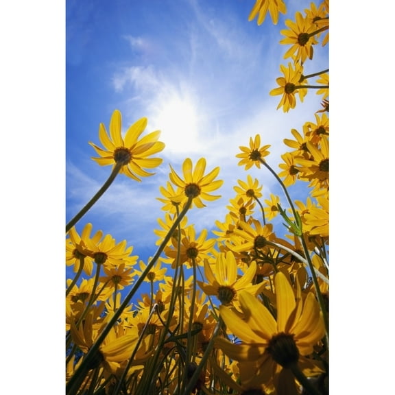 Posterazzi DPI1871411LARGE Yellow Flowers Asteraceae Poster Print, 24 x 38