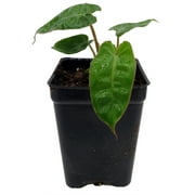 Rare Billietiae Philodendron - 2.5" pot