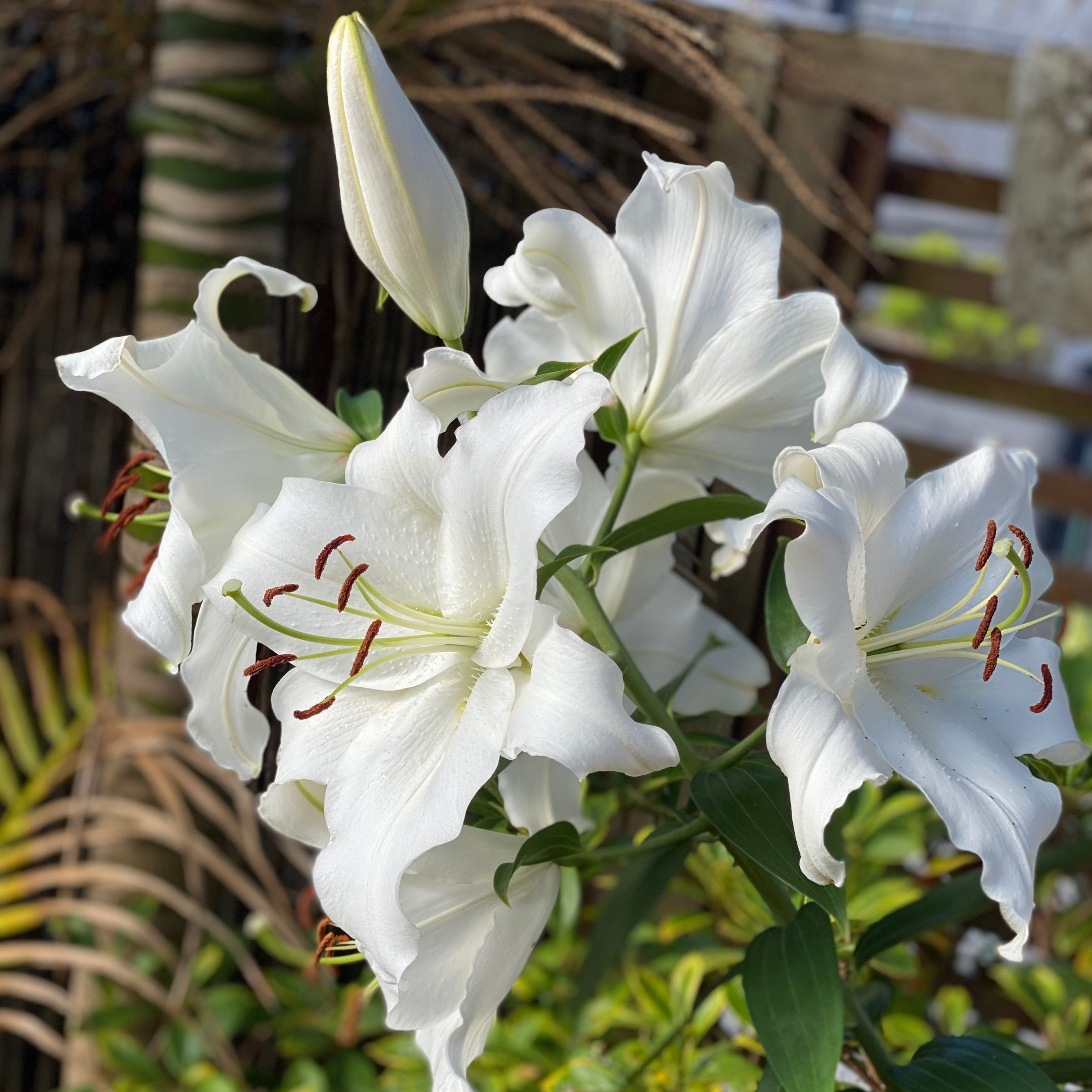 National Plant Network Lily Casa Blanca Bulbs (5-Pack)