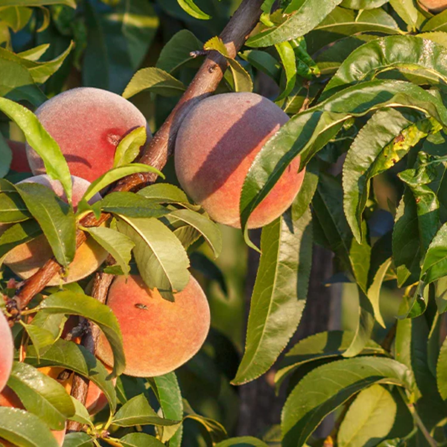 Expert Gardener 1-2 ft. Tall Sam Houston Peach Live Tree in 1- Gallon Grower Pot