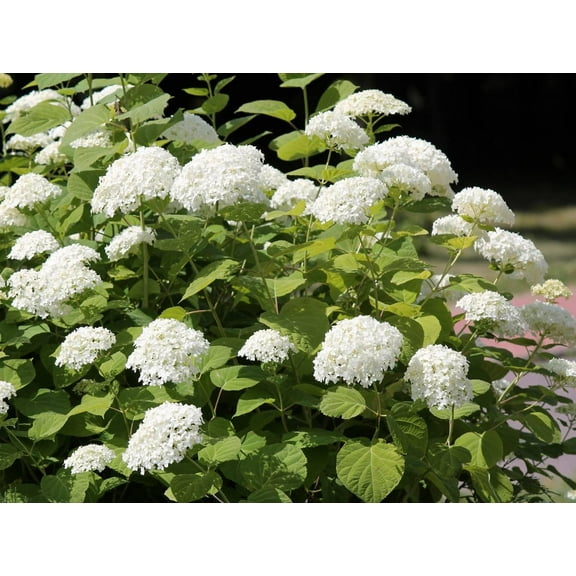 RedCrocus Smooth Hydrangea - Deciduous Bushy Shrub with White Flower Clusters, Pollinator Attractant, Garden & Landscape Plant  3 Gallon