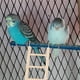 thumbnail image 4 of Escalera para pájaros, jaula para loros, juguete de madera, soporte para pájaros, juguete de entrenamiento para pájaros, escalera para periquitos, 4 of 5