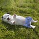 thumbnail image 4 of Perro a Prueba de , Pantalones Fisiológicos de Incontinencia Y Entrenamiento, Lavable, Suave Y Absorbente, para Cachorros Pequeños a Grande Sunnimix Pañales femeninos, 4 of 8