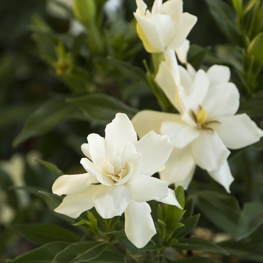 Expert Gardener 2.5 Quart Gardenia Frostproof Live Shrub