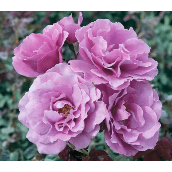 Angel Face Rose Plant Live, Rose Bush Live Plant for Your Garden 4 to 6 Inc Height Well-Rooted, Fragrant Flowers Vibrant Blooms, Dormant in Winter