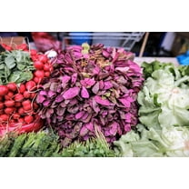 150 TRIPLE PURPLE ORACH Mountain Spinach Atriplex Hortensis Leaf Vegetable Purple Greens Seeds