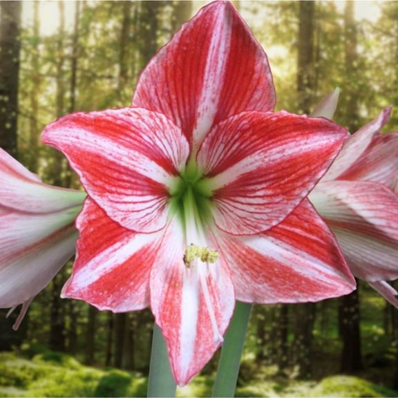 Fairytale Amaryllis Bulb - 26/28cm Bulb