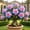 C, variant on Desert Rose For Growing-Perennial-Elegant Variegated Blooms-Yards-Ornament (Non-Artificial)