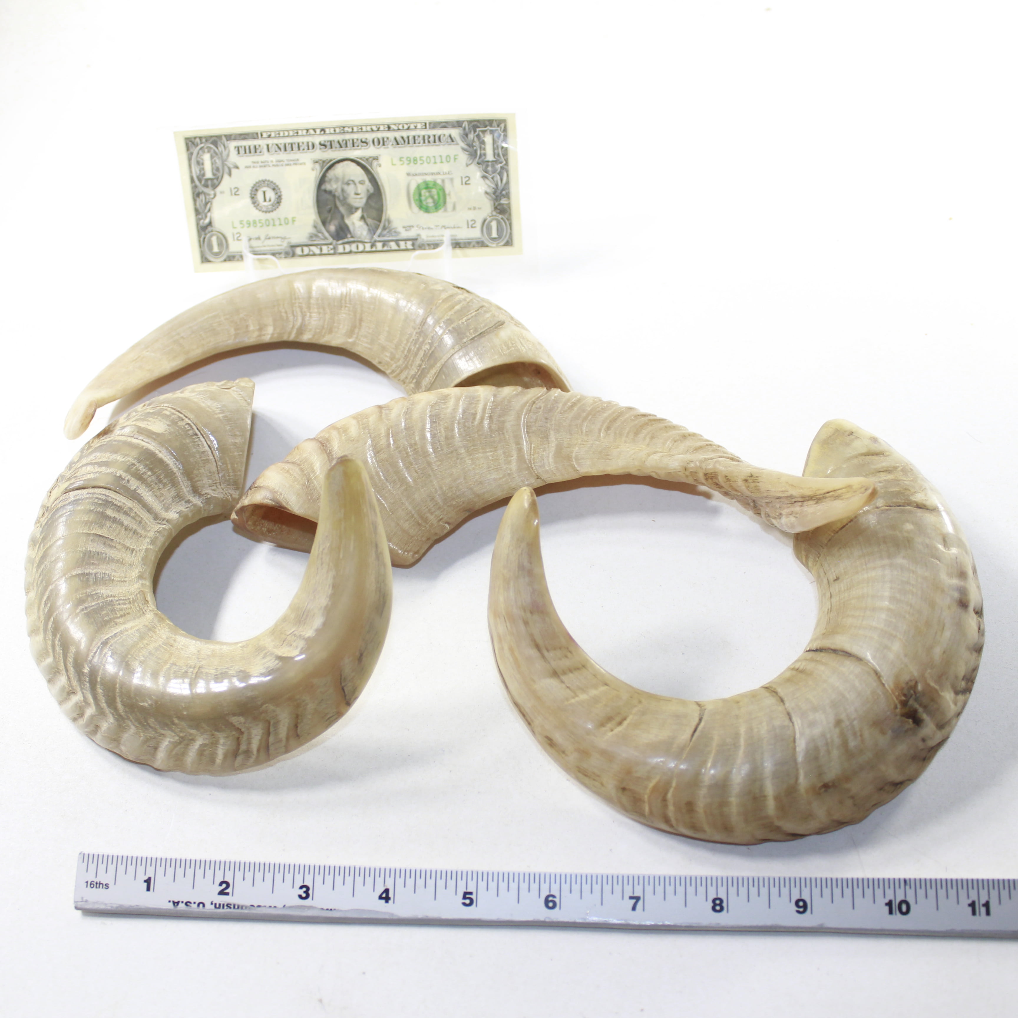 4 Sheep Horns  #7138 Natural Colored Polished Ram Horns