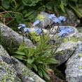 thumbnail image 2 of Outsidepride Blue Myosotis Alpestris Forget Me Not Flower Seed - 10000 Seeds, 2 of 2