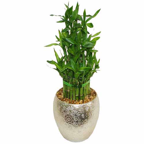 Delray Plants Bamboo in Inga Gold Metallic 5" Pot