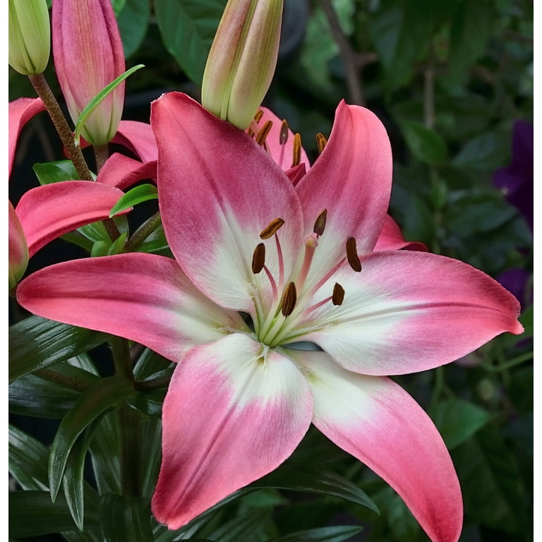 Better Homes and Gardens Asiatic Lily Tiny Diamond Pink 2.5QT
