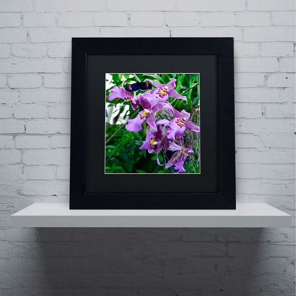 Trademark Fine Art "Postman Butterfly on Orchid" Canvas Art by Kurt Shaffer, Black Matte, Black Frame