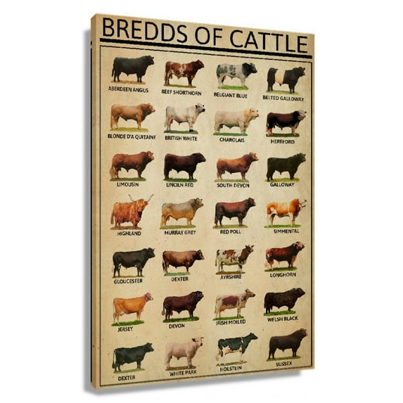 Cattle Breeds Knowledge Poster Educational Wall Art Infographic Poster Decorative Canvas for Living Room Picture Prints Rectangular Painting Framed 24×36 in