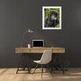 thumbnail image 3 of Souders, Paul 12x14 White Modern Wood Framed Museum Art Print Titled - Africa-Rwanda-Volcanoes National Park-Baby Mountain Gorilla playing with piece of grass, 3 of 4