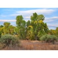 thumbnail image 3 of Fitzharris, Tim 14x11 Black Modern Framed Museum Art Print Titled - Riverine Forest-Dead Horse Ranch State Park-Arizona, 3 of 5