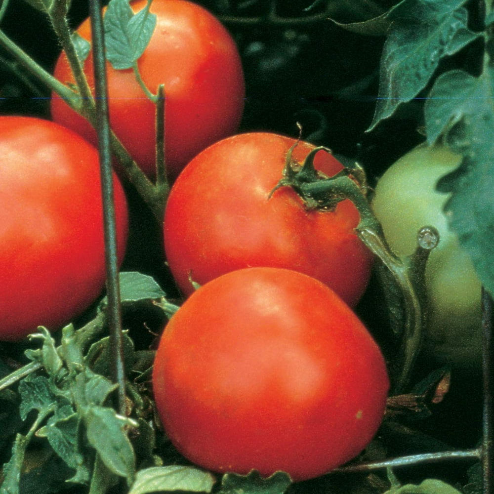 Burpee Celebrity' Hybrid Slicing Red Tomato DiseaseResistant, 35