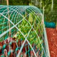 thumbnail image 3 of JUNWELL Garden Netting Mesh Anti Bird Net Protect Plant  33 x 6 Feet Width  2PK Green, 3 of 5