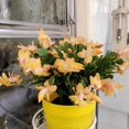 thumbnail image 3 of Yellow Christmas Cactus Live Plant, Thanksgiving Cactus Indoor Outdoor Houseplant in 3 Inch Pot, Easy Holiday Bloomer, 3 of 5