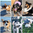 thumbnail image 5 of Gorra de béisbol para perro, ajustable, para deportes al aire libre, protección solar, gorra de béisbol, visera, traje con agujeros para las orejas, 5 of 5