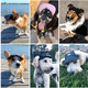 thumbnail image 5 of Gorra de béisbol ajustable para perro, para deportes al aire libre, con protección solar, visera y orificios para las orejas., 5 of 5