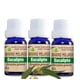 thumbnail image 1 of PAQ 3 ACEITES ESENCIALES EUCALIPTO GRADO ALIMENTICIO 100% NATURAL, 1 of 3