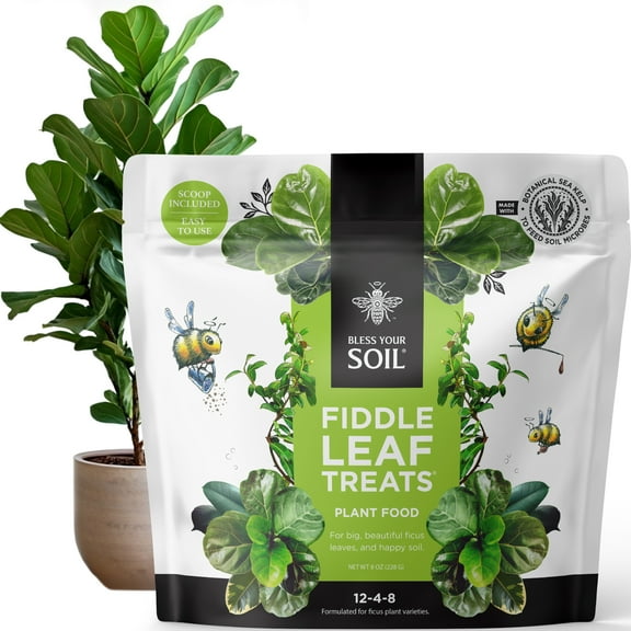 Fiddle Leaf Fig Tree Plant Food | 3-1-2 NPK   Kelp | Indoor Fertilizer, Water Soluble (8oz) Bless Your Soil