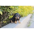 thumbnail image 1 of Cachorro de perro salchicha Pet Pals de Sculpture Hi-Line Gift Ltd., 1 of 1