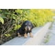thumbnail image 1 of Cachorro de perro salchicha Pet Pals de Sculpture Hi-Line Gift Ltd., 1 of 1