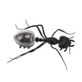 thumbnail image 4 of 2024 Solar Power Ants Educational ABS Portable Pranks Toy Solar Power Ants Insect Toy for Kids, 4 of 5