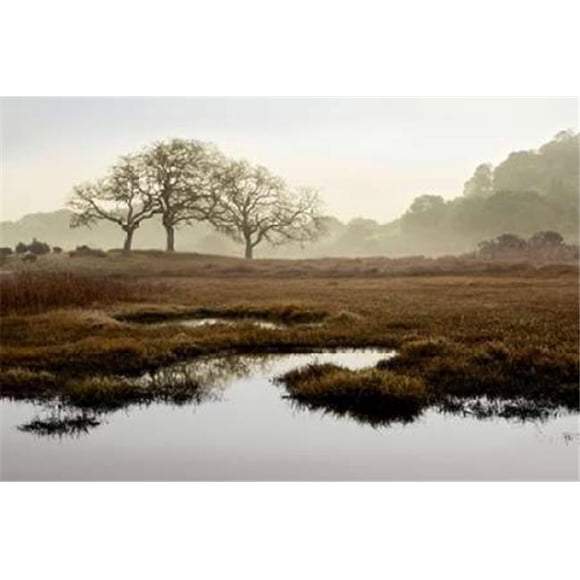 Island Oak Trees Poster Print by Alan Blaustein, 24 x 36 - Large