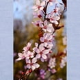 thumbnail image 3 of CafePress - Almond Blossoms In Spring Toddler T Shirt - Cute Toddler T-Shirt, 100% Cotton, 3 of 4