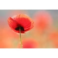 thumbnail image 3 of Raimond, Roeselien 24x17 Black Modern Framed Museum Art Print Titled - Poppy Dream, 3 of 5