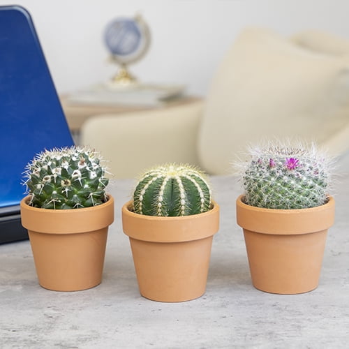Altman Plants 2.5" Assorted Cactus Live Plants (3 Pack) with Clay Pot -  Walmart.com