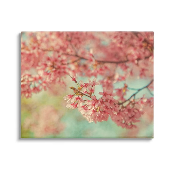 Stupell Industries Pink Cherry Blossoms Botanical & Floral Photography Gallery Wrapped Canvas Art Print Wall Art, 20 x 16
