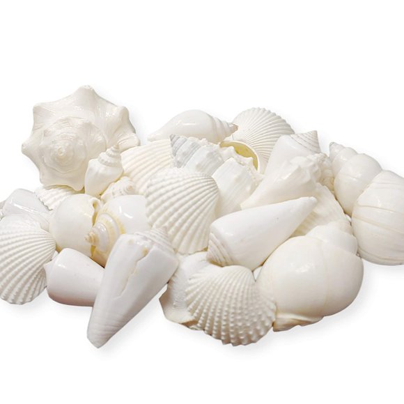 Tumbler Home Mix of White Seashells - Set includes 1 Pound White Shells up to 3 inches - Home Decor, Vase Filler, Wedding Centerpiece, Christmas, Craft, Candle Making-Sea Shell Mix