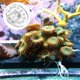 thumbnail image 3 of 5 piezas de 5 piezas portavasos de coral acrílico portavoz redondo transparente para coral, 3 of 5