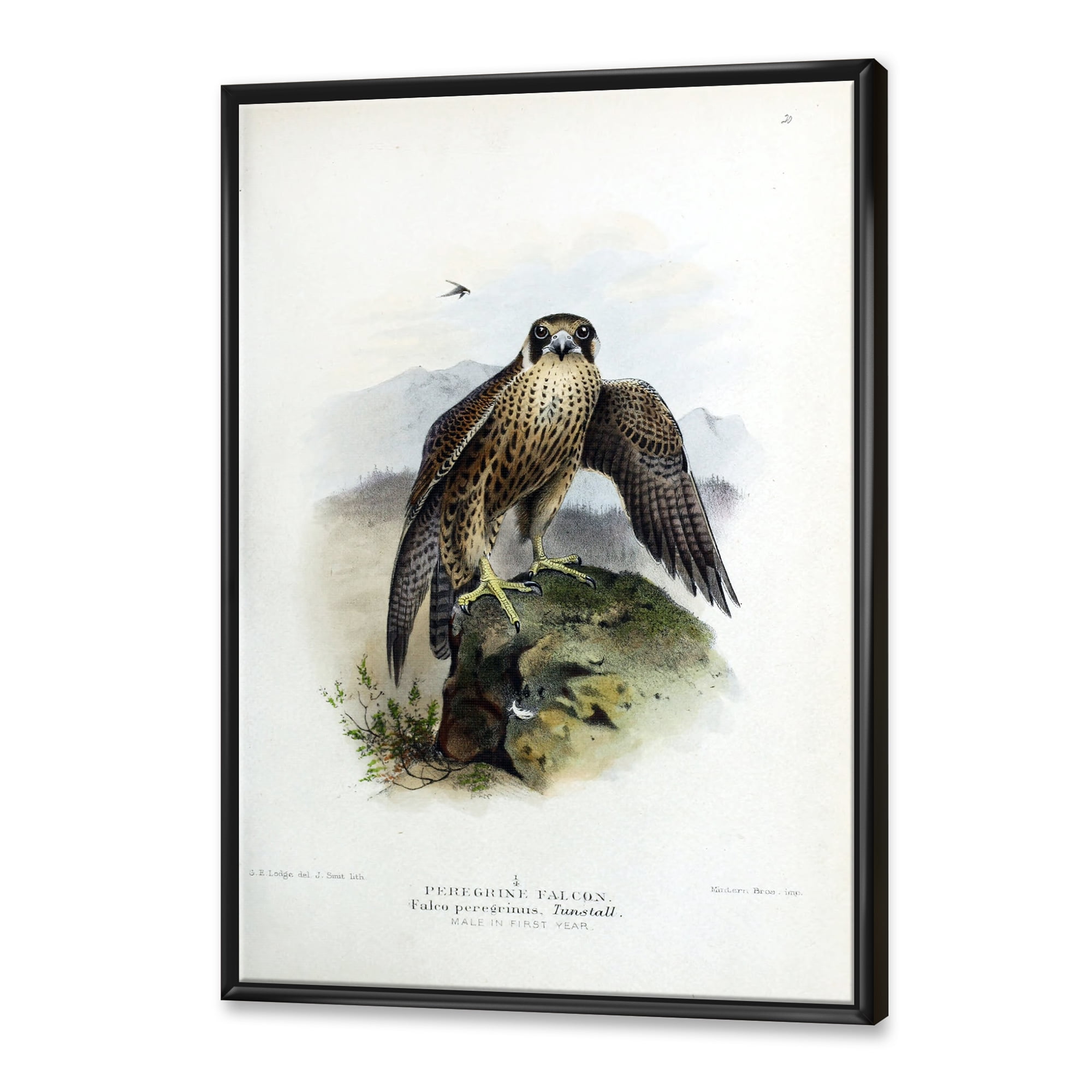 Designart 'Ancient Bird Life VIII' Traditional Framed Canvas Wall Art Print