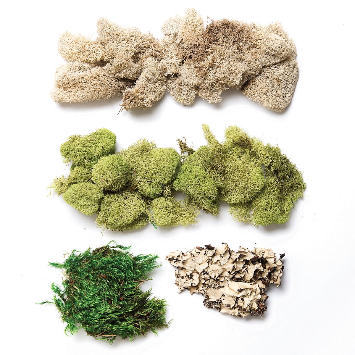 Floral Moss Variety Pack Walmart Canada