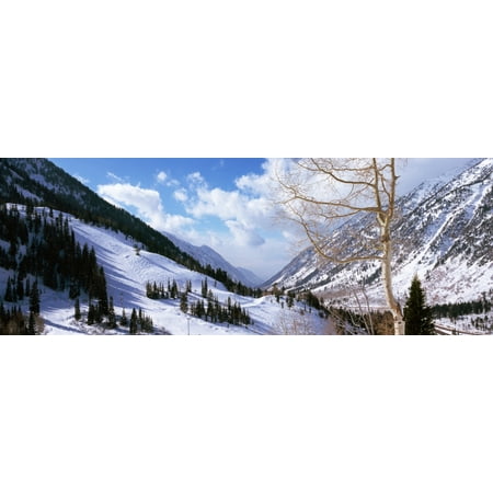 Trees in snow Snowbird Ski Resort Utah USA Stretched Canvas - Panoramic Images (36 x