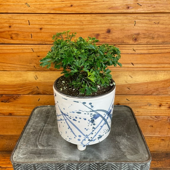 Aralia Ming, 6" Plant, The Plant Farm