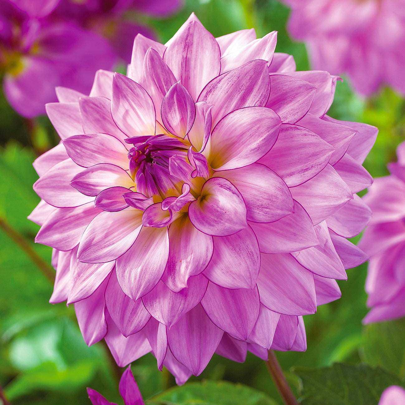 Van Zyverden Dahlia Lake Michigan Dormant Flower Bulb Full Sun, Purple