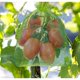 thumbnail image 4 of 100pcs Green Organza Grape Protection Bags, 30x20cm, with Drawstring - Compatible with Vineyards, Protects Against Birds and Wasps, 4 of 5
