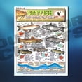 thumbnail image 5 of Fishermen's Freshwater Fish Identification Set - Waterproof Quick Reference Guide | Portable  Built to Last | Double-Sided  Easy to Read, 5 of 11