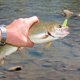 thumbnail image 4 of 20pcs trucha cuchara señuelo conjunto colores mezclados cebo de metal artificial lago de agua dulce Abanopi Señuelos duros, 4 of 5